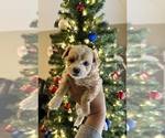 Small Photo #11 Maltipoo Puppy For Sale in EL PASO, TX, USA