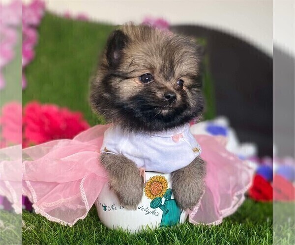 Medium Photo #7 Pomeranian Puppy For Sale in TAMPA, FL, USA