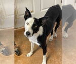 Small #1 Border Collie