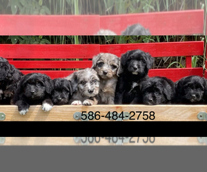 Aussiedoodle-Doodle Mix Puppy for sale in CHESTERFIELD, MI, USA