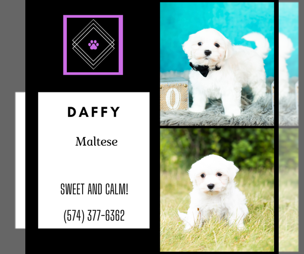 Medium Photo #12 Maltese Puppy For Sale in WARSAW, IN, USA