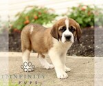 Small #2 Saint Bernard