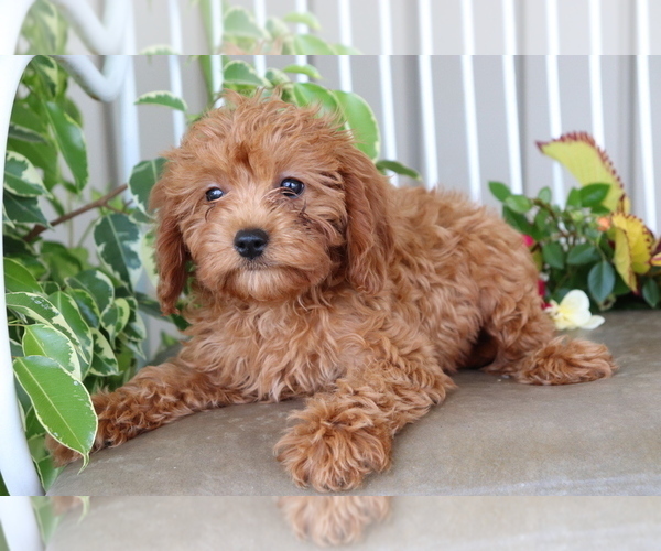 Medium Photo #4 Cavalier King Charles Spaniel-Poodle (Toy) Mix Puppy For Sale in SHILOH, OH, USA