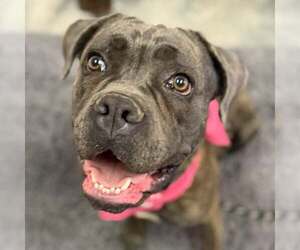 Mutt Dogs for adoption in Goodyear, AZ, USA