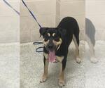 Small Labrador Retriever Mix