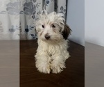 Small #24 Havanese