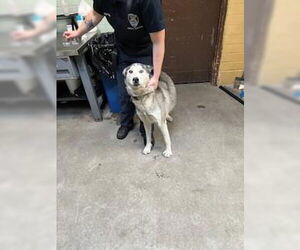 Medium Siberian Husky Mix