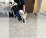 Small Siberian Husky Mix