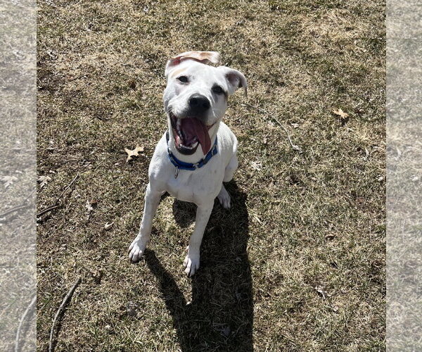 Medium Photo #3 Mutt Puppy For Sale in Brooklyn Center, MN, USA