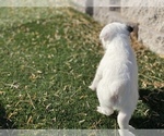 Small Photo #11 Jack Russell Terrier Puppy For Sale in LAS VEGAS, NV, USA