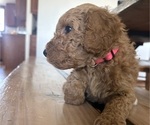 Small #4 Goldendoodle