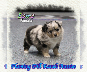 Miniature Australian Shepherd Puppy for sale in FORESTBURG, TX, USA