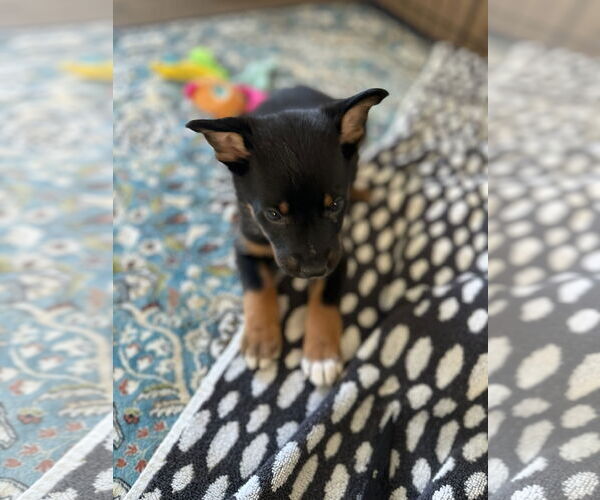 Medium Photo #6 German Shepherd Dog Puppy For Sale in Seattle, WA, USA