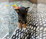 Small #5 German Shepherd Dog