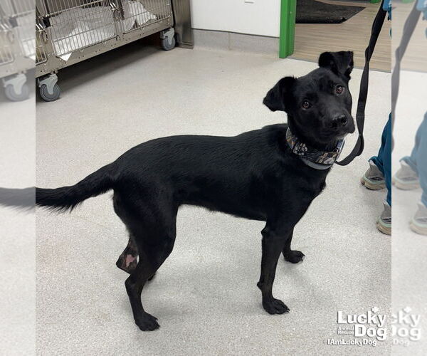 Medium Photo #3 Borador Puppy For Sale in Washington, DC, USA