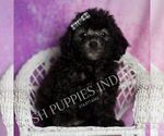 Small #2 Poodle (Toy)