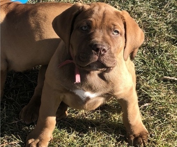 Medium Photo #1 Dogue de Bordeaux-Labrador Retriever Mix Puppy For Sale in BEND, OR, USA