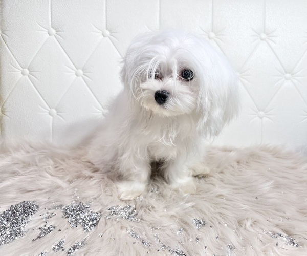 Medium Photo #20 Maltese Puppy For Sale in HAYWARD, CA, USA