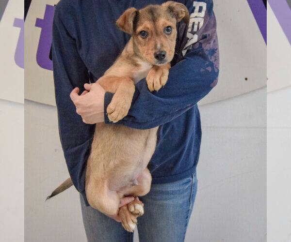 Medium Photo #4 Collie-German Shepherd Dog Mix Puppy For Sale in Huntley, IL, USA