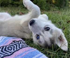 Siberian Husky Puppy for sale in CASTLE HAYNE, NC, USA