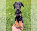 Small #4 Doberman Pinscher
