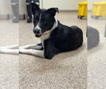 Atlas - Male Border Collie Dog for Adoption - Small photo