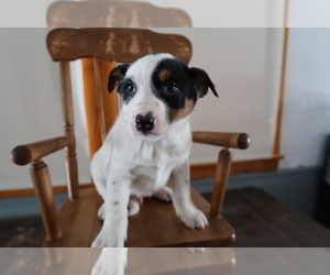 Australian Shepherd Puppy for sale in KALAMAZOO, MI, USA