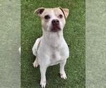 Small Boxer Mix