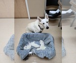 Small #12 German Shepherd Dog