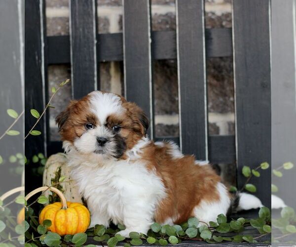 Medium Photo #2 Shih Tzu Puppy For Sale in GORDONVILLE, PA, USA