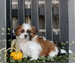 Maverick - Male Shih Tzu Puppy for Sale - Photo #2