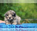 Small #1 Poodle (Toy)