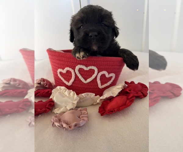 Medium Photo #39 Mastiff-Pyrenean Mastiff Mix Puppy For Sale in RHOME, TX, USA