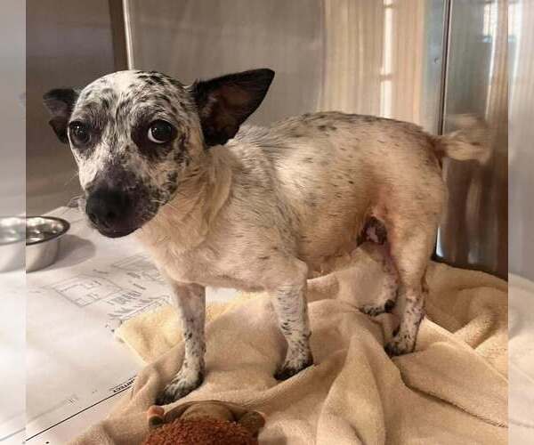 Medium Photo #1 Chihuahua-Unknown Mix Puppy For Sale in New York, NY, USA