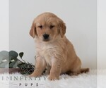 Small #4 Golden Retriever