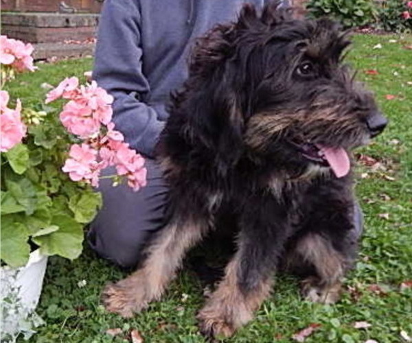 Medium Photo #1 Bernedoodle-Golden Retriever Mix Puppy For Sale in HOLMESVILLE, OH, USA