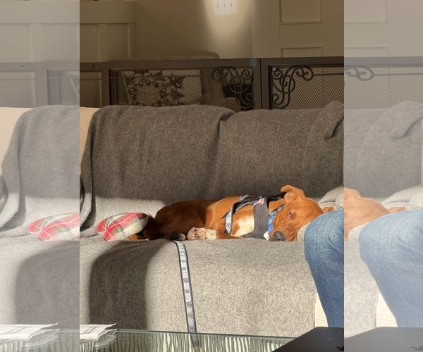 Medium Photo #7 Australian Shepherd-Whippet Mix Puppy For Sale in Arlington, WA, USA