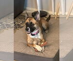 Small #2 Black Mouth Cur-German Shepherd Dog Mix