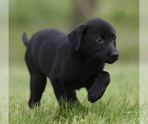 Medium Photo #1 Borador Puppy For Sale in Mechanicsburg, PA, USA