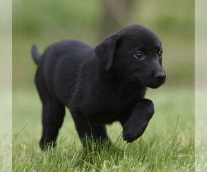 Borador Dogs for adoption in Mechanicsburg, PA, USA