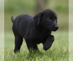 Small Borador