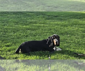 Father of the Basset Hound puppies born on 05/04/2025