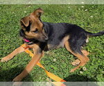 Small #1 Mutt
