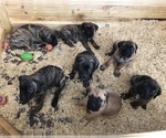 Small Photo #5 Cane Corso Puppy For Sale in BEECH GROVE, IN, USA