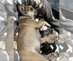 Small Photo #1 French Bulldog Puppy For Sale in HOPE MILLS, NC, USA