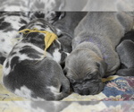 Small Photo #4 Great Dane Puppy For Sale in DANIELSON, CT, USA