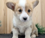 Small #2 Pembroke Welsh Corgi