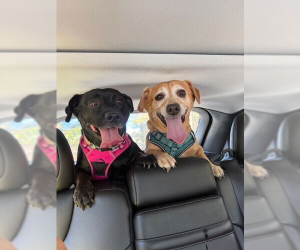 Medium Photo #11 Chiweenie Puppy For Sale in Sanford, FL, USA