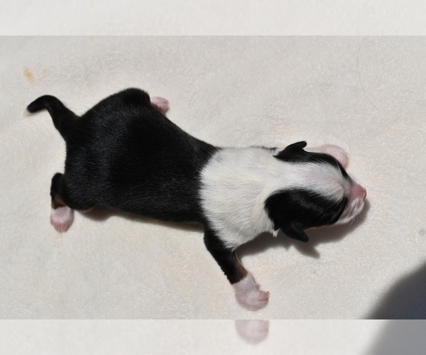 Medium Photo #6 Miniature Australian Shepherd Puppy For Sale in PALM COAST, FL, USA
