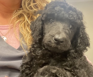 Poodle (Standard) Puppy for Sale in ASHLAND CITY, Tennessee USA